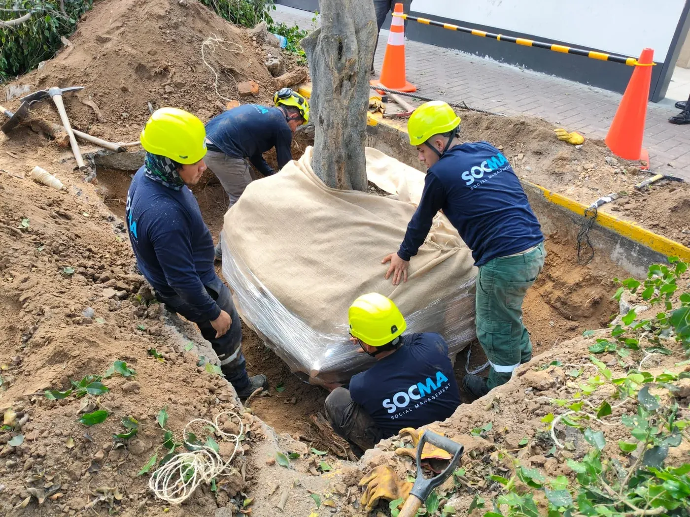 Arboricultura Urbana