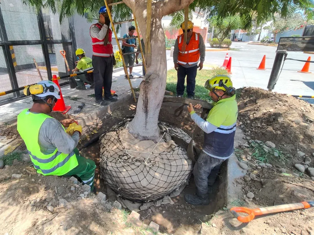 Inmobiliaria Parque América: Inmobiliaria · Arboricultura urbana